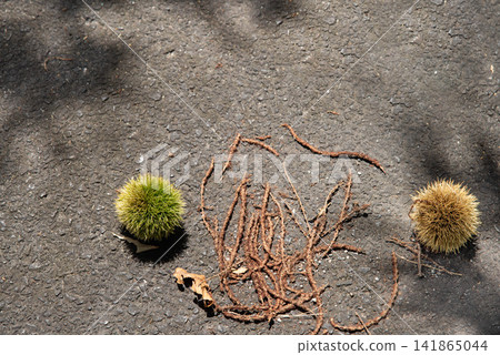 Green and brown chestnut burrs lined the road. Green and brown chestnut burrs lined the road. 141865044