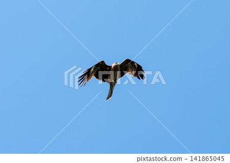 Birds of prey soaring in the blue sky Birds of prey soaring in the blue sky 141865045