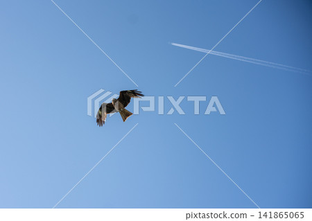 A bird soaring against a blue sky. A bird soaring against a blue sky. 141865065
