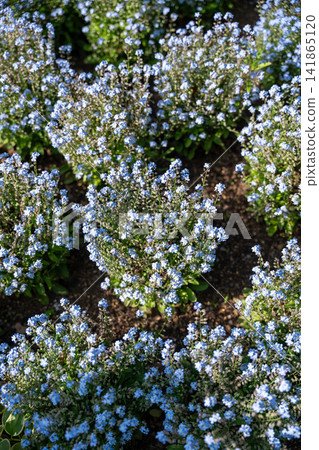 A field of blue forget-me-nots A field of blue forget-me-nots 141865120