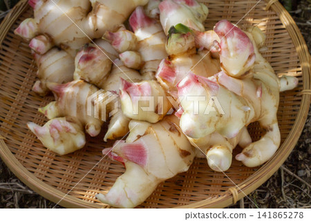 Scenes of harvesting and shipping freshly picked new ginger. Scenes of harvesting and shipping freshly picked new ginger. 141865278