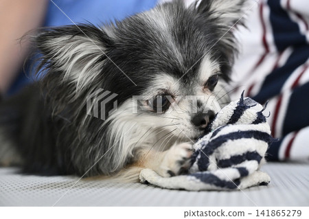 A Chihuahua plays beside a man lying down. A Chihuahua plays beside a man lying down. 141865279