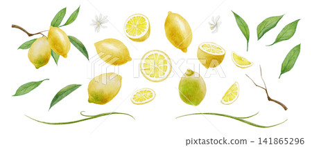 檸檬和葉子的水彩插圖 141865296