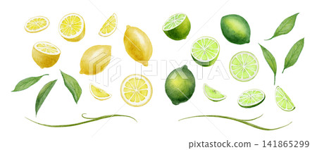 Illustration of lemons and limes painted in watercolor Illustration of lemons and limes painted in watercolor 141865299