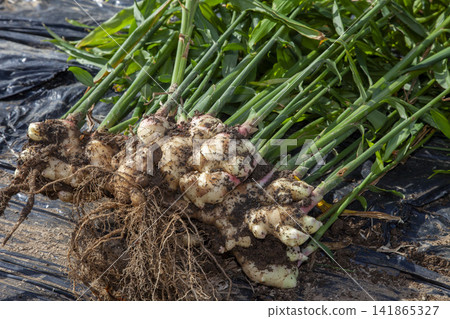 Scenes of harvesting and shipping freshly picked new ginger. Scenes of harvesting and shipping freshly picked new ginger. 141865327