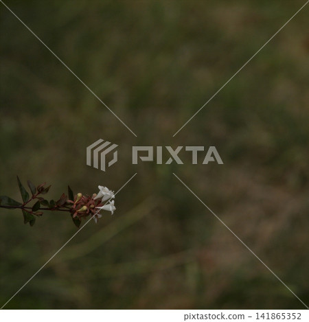 Minimal white flowers on branch with soft natural background and copy space Minimal white flowers on branch with soft natural background and copy space 141865352