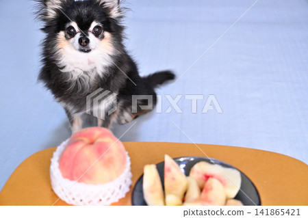 Chihuahua and peaches - be careful not to overeat! Chihuahua and peaches - be careful not to overeat! 141865421