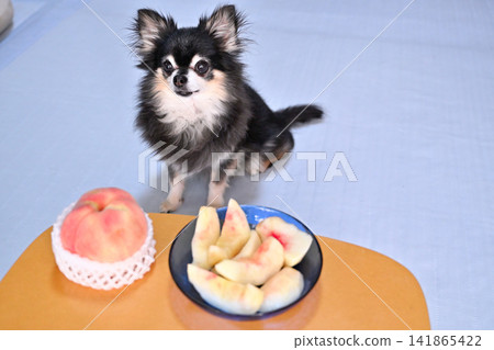 Chihuahua and peaches - be careful not to overeat! Chihuahua and peaches - be careful not to overeat! 141865422