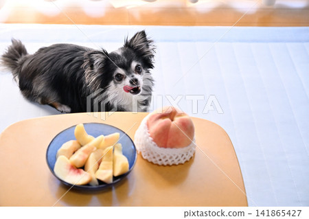 Chihuahua and peaches - be careful not to overeat! Chihuahua and peaches - be careful not to overeat! 141865427
