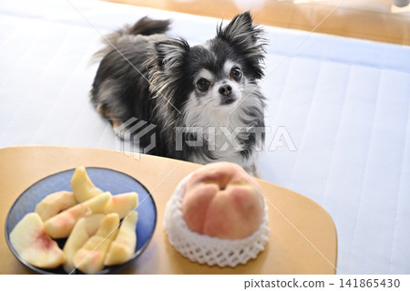 Chihuahua and peaches - be careful not to overeat! 141865430