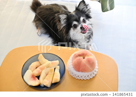 Chihuahua and peaches - be careful not to overeat! Chihuahua and peaches - be careful not to overeat! 141865431