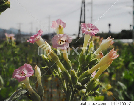 A close-up of tobacco flowers blooming by the railway tracks (near the Minami-Jinzan level crossing on the JR Dosan Line). A close-up of tobacco flowers blooming by the railway tracks (near the Minami-Jinzan level crossing on the JR Dosan Line). 141865507