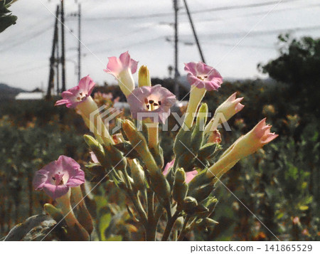 Tobacco blossoms bathed in sunlight (near the Minami-Jinzan level crossing on the JR Dosan Line) Tobacco blossoms bathed in sunlight (near the Minami-Jinzan level crossing on the JR Dosan Line) 141865529