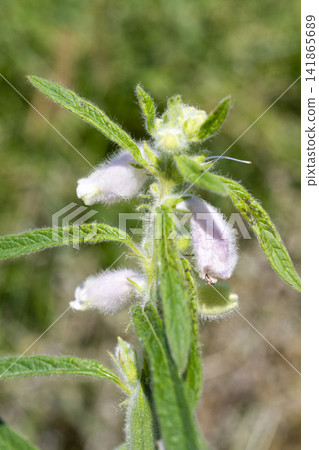 [Domestic Sesame] Scenes from the cultivation, harvesting, sun-drying, and sorting of rare domestically produced sesame. 141865689
