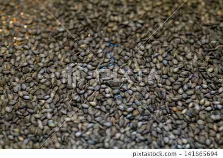 [Domestic Sesame] Scenes from the cultivation, harvesting, sun-drying, and sorting of rare domestically produced sesame. 141865694