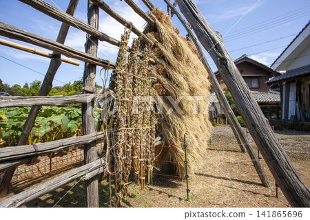 [Domestic Sesame] Scenes from the cultivation, harvesting, sun-drying, and sorting of rare domestically produced sesame. 141865696