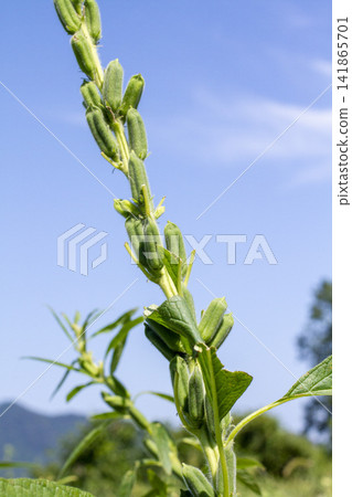 [Domestic Sesame] Scenes from the cultivation, harvesting, sun-drying, and sorting of rare domestically produced sesame. 141865701