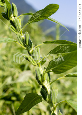 [Domestic Sesame] Scenes from the cultivation, harvesting, sun-drying, and sorting of rare domestically produced sesame. 141865703