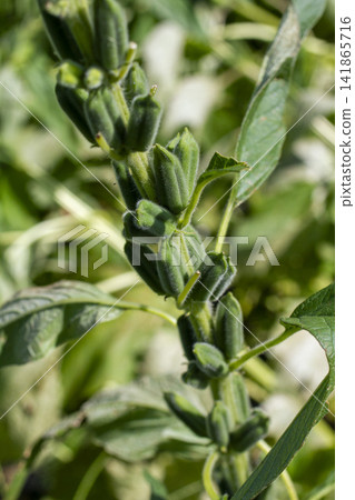 [Domestic Sesame] Scenes from the cultivation, harvesting, sun-drying, and sorting of rare domestically produced sesame. 141865716