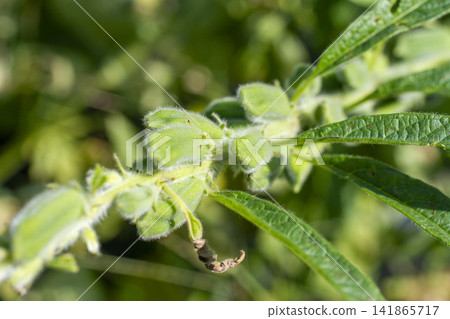 [Domestic Sesame] Scenes from the cultivation, harvesting, sun-drying, and sorting of rare domestically produced sesame. 141865717