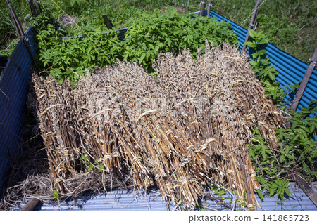 [Domestic Sesame] Scenes from the cultivation, harvesting, sun-drying, and sorting of rare domestically produced sesame. 141865723