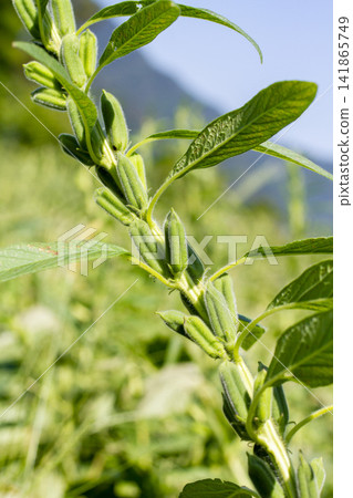 [Domestic Sesame] Scenes from the cultivation, harvesting, sun-drying, and sorting of rare domestically produced sesame. 141865749
