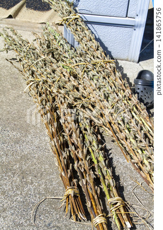 [Domestic Sesame] Scenes from the cultivation, harvesting, sun-drying, and sorting of rare domestically produced sesame. 141865756