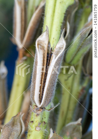 [Domestic Sesame] Scenes from the cultivation, harvesting, sun-drying, and sorting of rare domestically produced sesame. 141865759