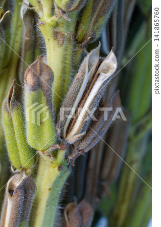[Domestic Sesame] Scenes from the cultivation, harvesting, sun-drying, and sorting of rare domestically produced sesame. 141865760