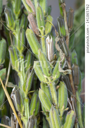 [Domestic Sesame] Scenes from the cultivation, harvesting, sun-drying, and sorting of rare domestically produced sesame. 141865762