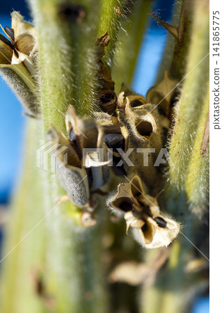 [Domestic Sesame] Scenes from the cultivation, harvesting, sun-drying, and sorting of rare domestically produced sesame. 141865775