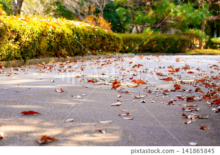 A park walkway in autumn, covered with fallen leaves. A park walkway in autumn, covered with fallen leaves. 141865845