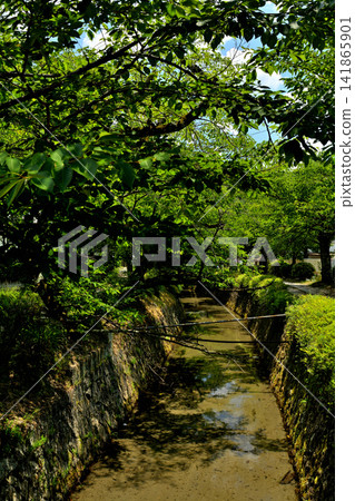 京都·哲學之路 京都·哲學之路 141865901