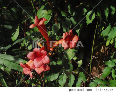 Orange American trumpet vine flowers and buds (trumpet vines on a mountain path) Orange American trumpet vine flowers and buds (trumpet vines on a mountain path) 141865946