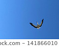 White stork flying against a clear blue sky. 141866010