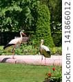 Two white storks drinking from a pond in Orangerie park, Strasbourg, France. An iconic symbol of Alsace. 141866012