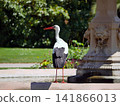 White stork drinking from a pond in Orangerie park, Strasbourg, France. An iconic symbol of Alsace. 141866013