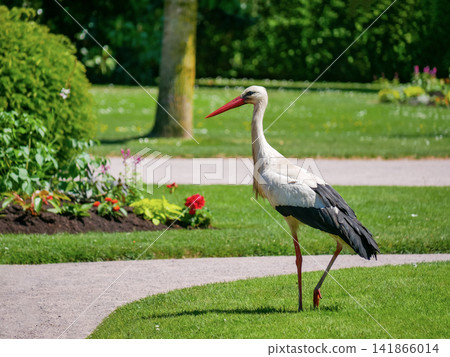 Wild white stork walking through a flower garden in Orangerie park in Strasbourg, Alsace, France. An iconic symbol of Alsace. Wild white stork walking through a flower garden in Orangerie park in Strasbourg, Alsace, France. An iconic symbol of Alsace. 141866014
