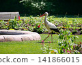 Wild white stork walking through a flower garden in Orangerie park in Strasbourg, Alsace, France. An iconic symbol of Alsace. 141866015