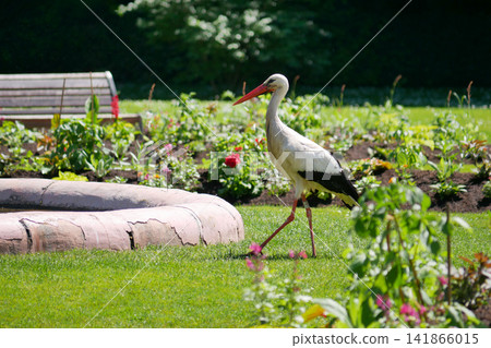 Wild white stork walking through a flower garden in Orangerie park in Strasbourg, Alsace, France. An iconic symbol of Alsace. 141866015