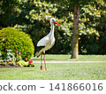 Wild white stork walking through a flower garden in Orangerie park in Strasbourg, Alsace, France. An iconic symbol of Alsace. 141866016