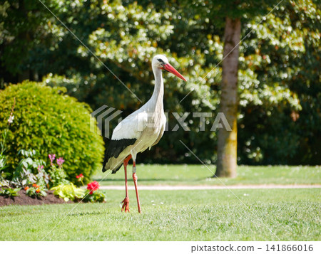Wild white stork walking through a flower garden in Orangerie park in Strasbourg, Alsace, France. An iconic symbol of Alsace. Wild white stork walking through a flower garden in Orangerie park in Strasbourg, Alsace, France. An iconic symbol of Alsace. 141866016