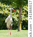 Wild white stork walking through a flower garden in Orangerie park in Strasbourg, Alsace, France. An iconic symbol of Alsace. 141866017