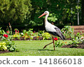 Wild white stork walking through a flower garden in Orangerie park in Strasbourg, Alsace, France. An iconic symbol of Alsace. 141866018