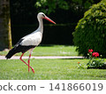 Wild white stork walking through a flower garden in Orangerie park in Strasbourg, Alsace, France. An iconic symbol of Alsace. 141866019