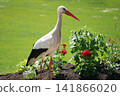 Wild white stork walking through a flower garden in Orangerie park in Strasbourg, Alsace, France. An iconic symbol of Alsace. 141866020