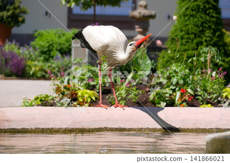 White stork drinking from a pond in Orangerie park, Strasbourg, France. An iconic symbol of Alsace. White stork drinking from a pond in Orangerie park, Strasbourg, France. An iconic symbol of Alsace. 141866021