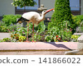White stork drinking from a pond in Orangerie park, Strasbourg, France. An iconic symbol of Alsace. 141866022