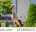 Wild white stork walking through a flower garden in Orangerie park in Strasbourg, Alsace, France. An iconic symbol of Alsace. 141866023