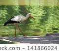 White stork walking beside a pond in Strasbourg, Alsace, France 141866024